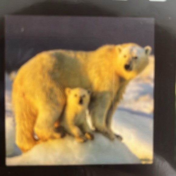 North America Wild Life 2025 12 Month Calendar NIP - Picture 6 of 16